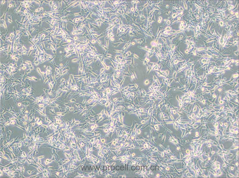 PIEC细胞 (猪髋动脉内皮细胞)(种属鉴定正确)CL-0186,PIEC Cells Line;PIEC