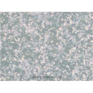 PIEC细胞 (猪髋动脉内皮细胞)(种属鉴定正确)CL-0186,PIEC Cells Line;PIEC