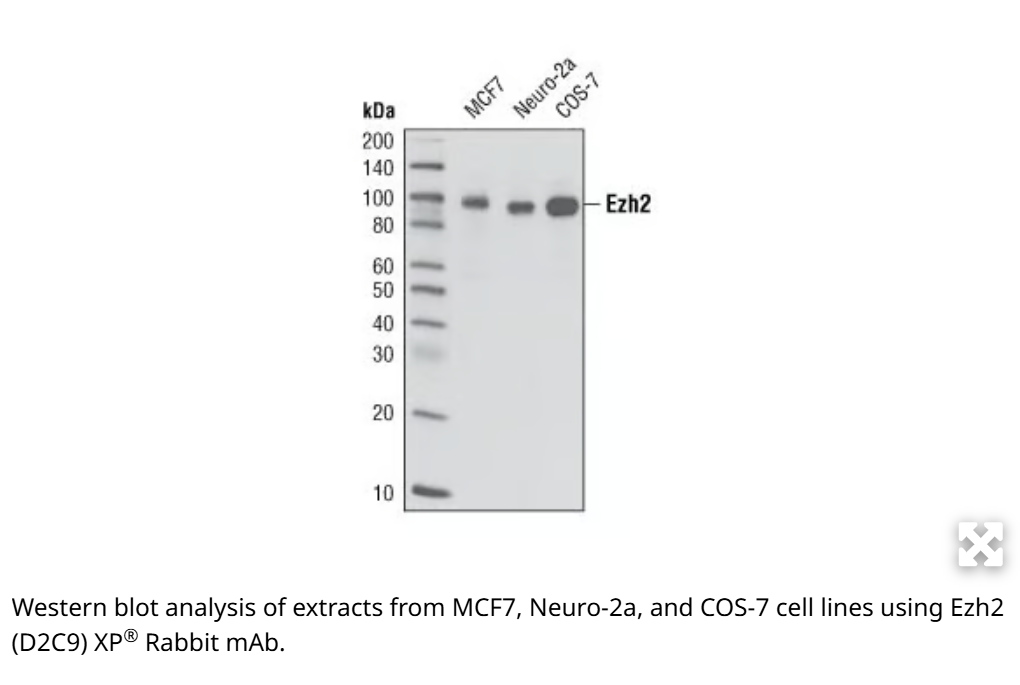 Cell Signaling,CST