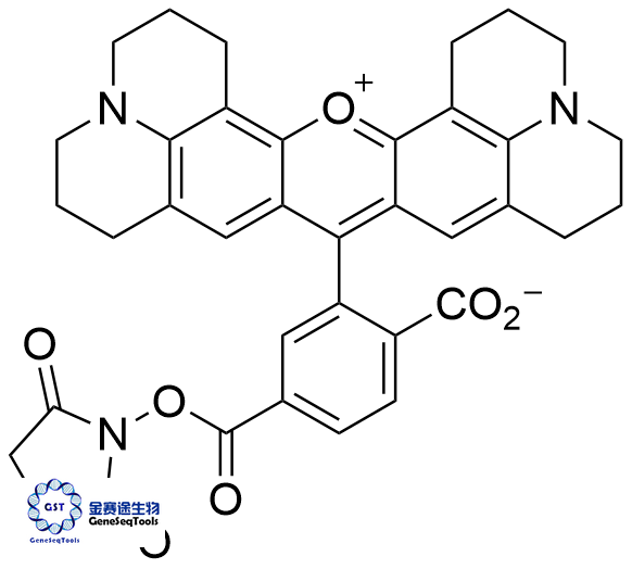 6-羧基-X-罗丹明，琥珀酰亚胺酯,6-Carboxy-X-rhodamine, succinimidyl ester;6-ROX, SE