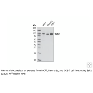 Cell Signaling,CST