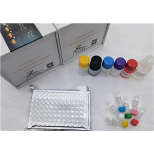 小鼠磷酸化腺苷酸活化蛋白激酶 (AMPK) ELISA試劑盒,Mouse AMPK(Phosphorylated Adenosine Monophosphate Activated Protein Kinase) ELISA Kit