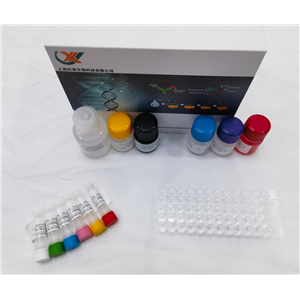 小鼠磷酸化腺苷酸活化蛋白激酶 (AMPK) ELISA試劑盒,Mouse AMPK(Phosphorylated Adenosine Monophosphate Activated Protein Kinase) ELISA Kit
