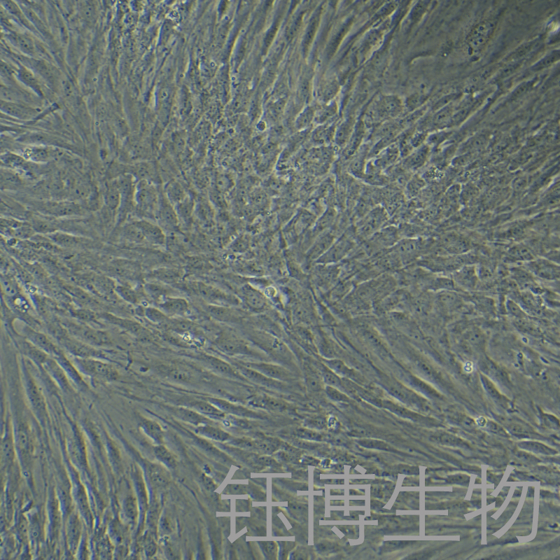 HFF-1（人包皮成纖維細(xì)胞）YB-71352HC,HFF-1