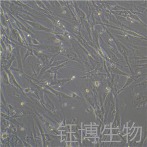 HGF-1（人牙齦成纖維細(xì)胞）YB-71356HC