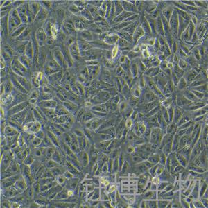 Caki-2（人腎透明細(xì)胞癌細(xì)胞）YB-71326HC