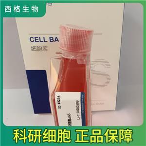 HCC1187人乳腺癌細(xì)胞,HCC1187
