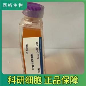 HOP92人非小細(xì)胞肺癌細(xì)胞,HOP92