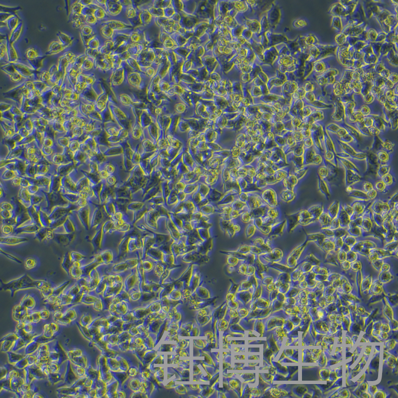 SK-CO-1（人結(jié)直腸腺癌細(xì)胞）YB-71439HC,SK-CO-1