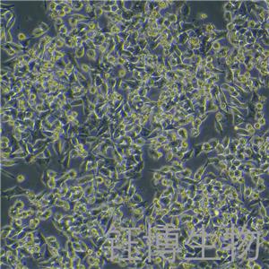 SK-CO-1（人結(jié)直腸腺癌細(xì)胞）YB-71439HC