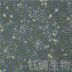 TE-10（人食管癌細(xì)胞）YB-71453HC