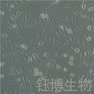 TK10（人腎癌細(xì)胞）YB-75966HC,TK10