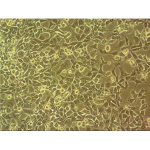 HEM-L人表皮黑色素细胞