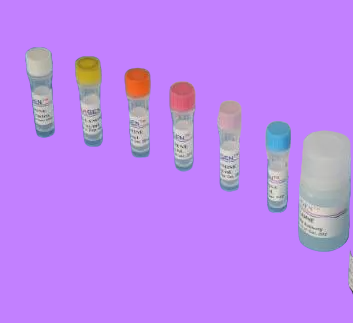擬桿菌屬染料法熒光定量PCR試劑盒,Bacteroides spp