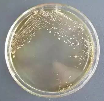KCTC 1467 百歐博偉生物,Escherichia Coli