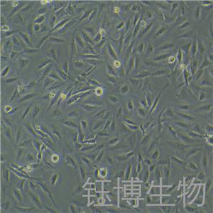 BEAS-2B（人正常肺上皮細(xì)胞）YB-71496HC