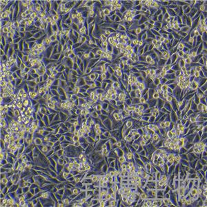Calu-6（人退行性癌細(xì)胞）YB-71327HC