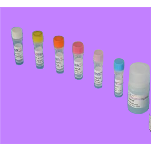 擬桿菌屬染料法熒光定量PCR試劑盒,Bacteroides spp