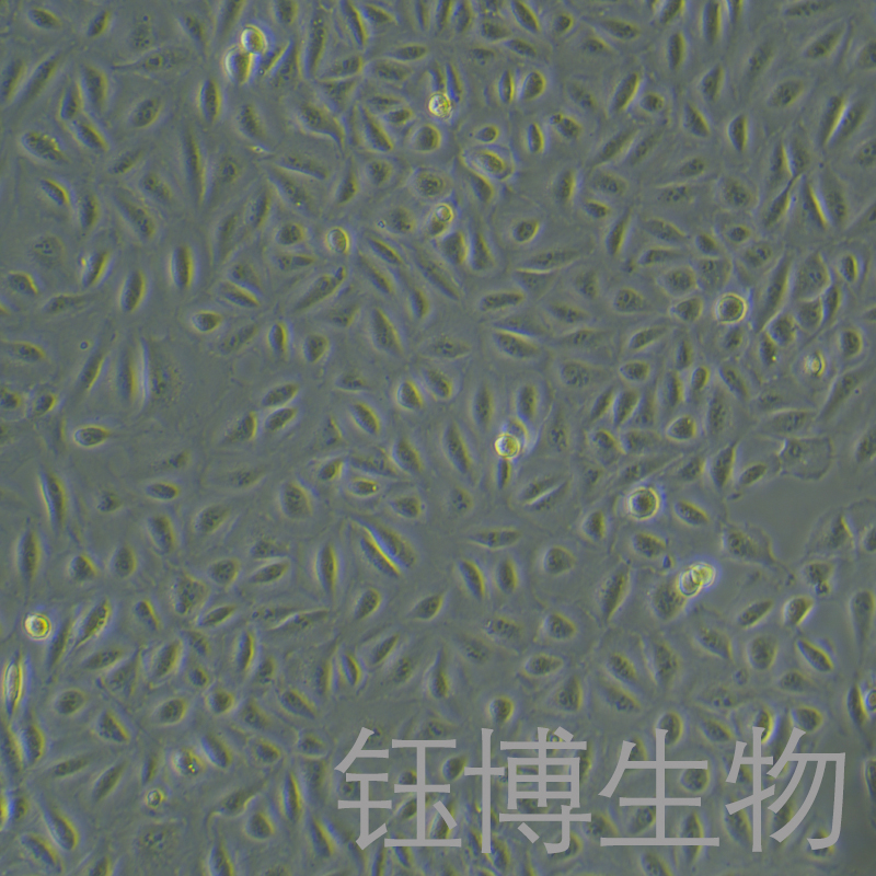 A549/DDP（人肺腺癌耐順鉑株）YB-71519HC,A549/DDP