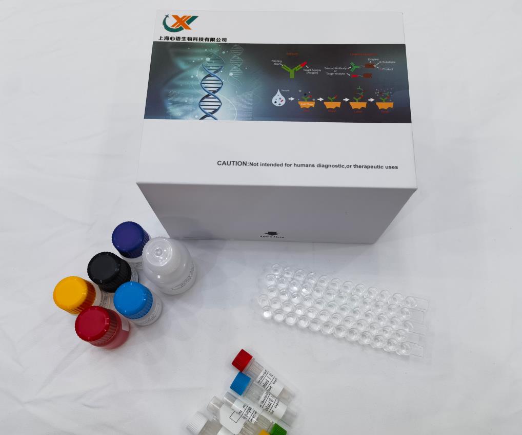小鼠跨膜受體蛋白Notch1 (NOTCH1) ELISA試劑盒,Mouse Notch-1(Neurogenic locus notch homolog protein 1) ELISA Kit