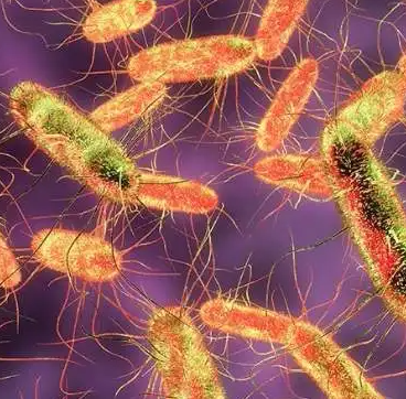 Lysobacter Oryzae,Lysobacter Oryzae