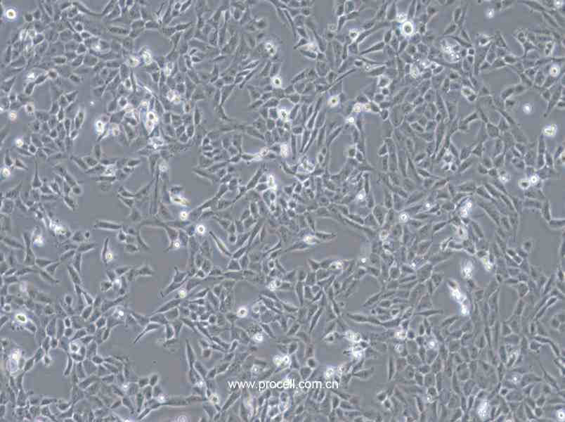 F81細(xì)胞 (貓腎細(xì)胞) (種屬鑒定正確)CL-0081,F81 Cells Line;F-81;FK81