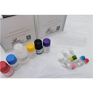 小鼠抗新冠UK變體IgM (Anti SARS-CoV-2 UK Variant IgM) ELISA試劑盒