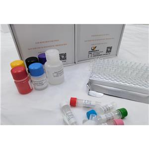小鼠基質(zhì)金屬蛋白酶5 (MMP-5) ELISA試劑盒,Mouse MMP-24(Matrix Metalloproteinase 24) ELISA Kit