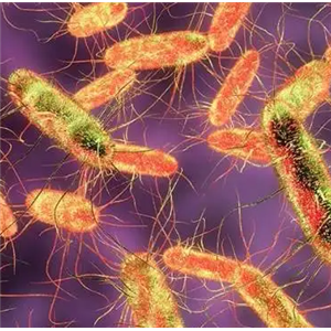 Lysobacter Oryzae