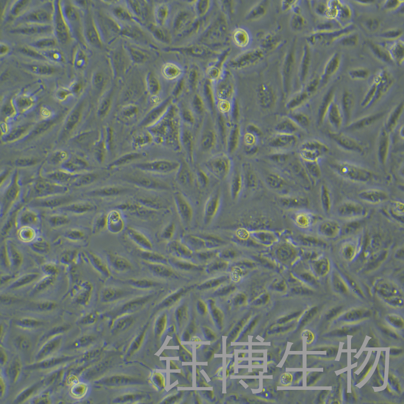 A-498（人腎癌細(xì)胞）YB-71254HC,A-498