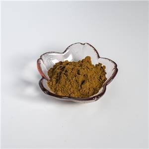辣木葉提取物,Leaves?of?Moringa?oleifera?Extract