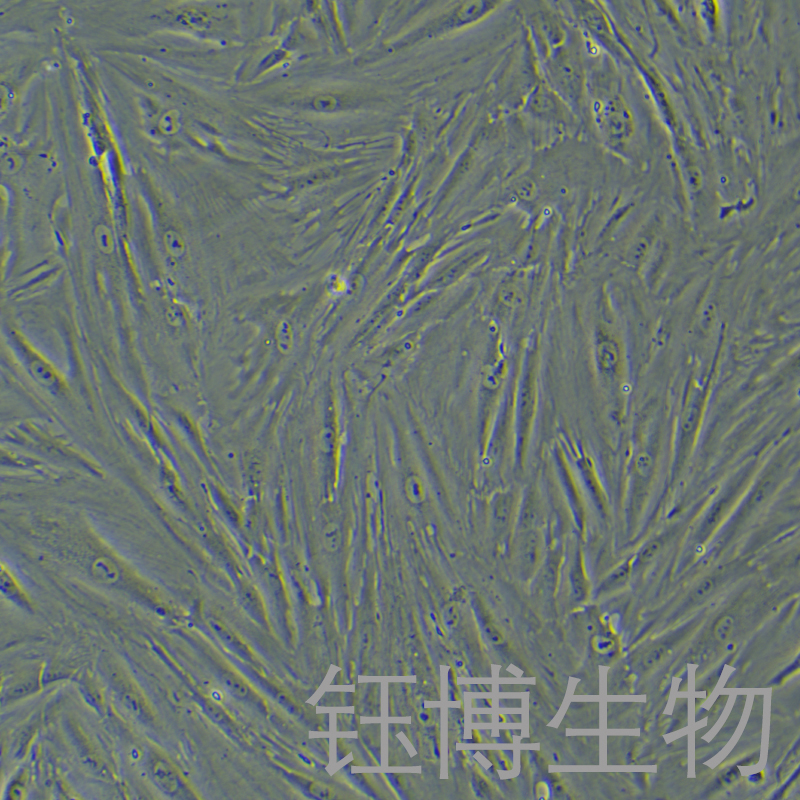 CCD-18Co（人結(jié)腸組織細(xì)胞）YB-71590HC,CCD-18Co