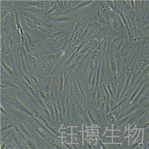 CCD-18Co（人結(jié)腸組織細(xì)胞）YB-71590HC,CCD-18Co