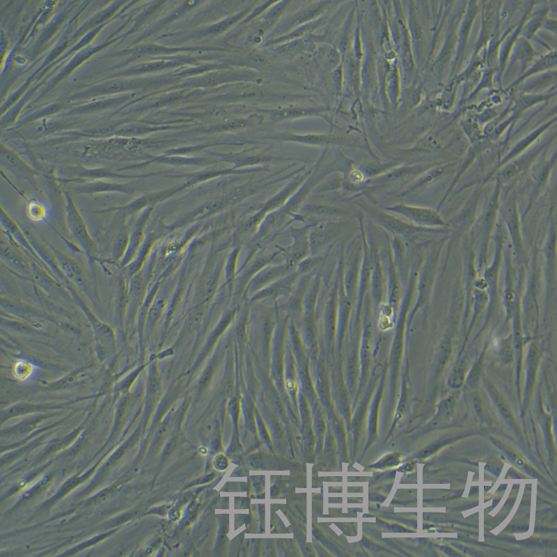 HFF（人包皮成纖維細(xì)胞）YB-71625HC,HFF