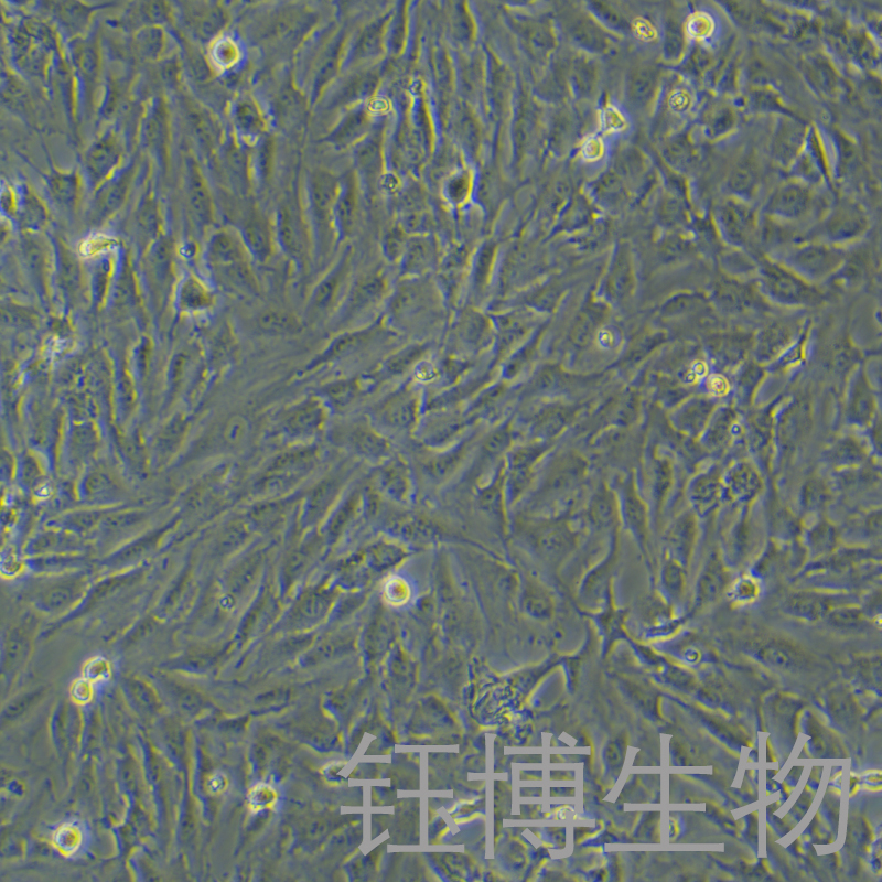 KGN（人卵巢顆粒細胞）YB-71603HC,KGN