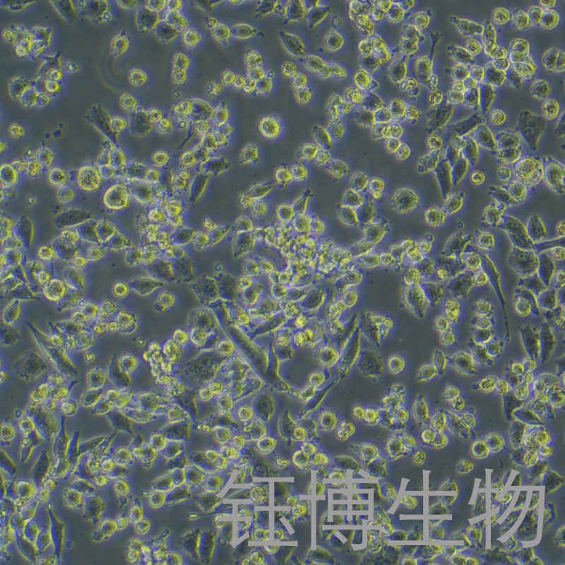 MIA PaCa-2-LUC-GFP-PURO（双标记的人胰腺癌细胞）YB-71627HC-LGP,MIA PaCa-2-LUC-GFP-PURO