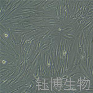 HFF（人包皮成纖維細(xì)胞）YB-71625HC