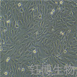 KGN（人卵巢顆粒細(xì)胞）YB-71603HC