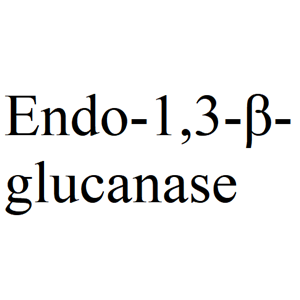 硫葡糖苷酶白芥子,Endo-1,3-β-glucanase