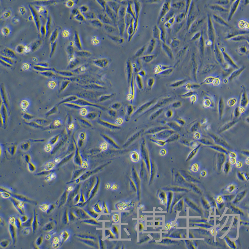 KTC-1（人甲狀腺癌細胞）YB-71649HC,KTC-1