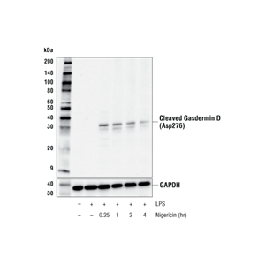 抗切割 Gasdermin D (Asp276) (E3E3P) 單克隆抗體