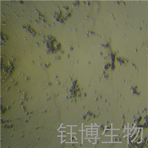 DMS 153（人小细胞肺癌）YB-71558HC