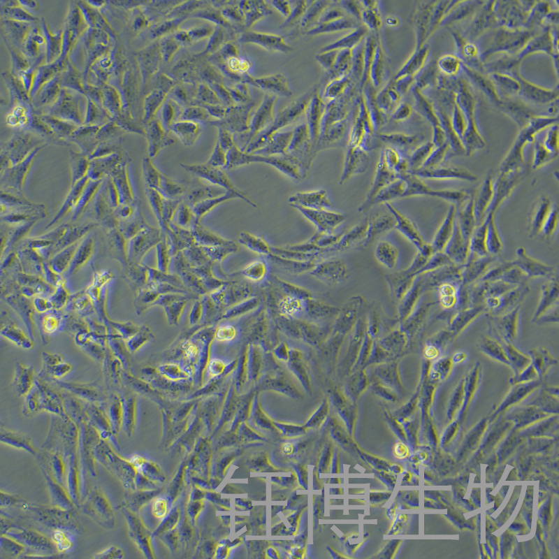 HSC-T6（大鼠肝星形細胞）YB-73116RC,HSC-T6
