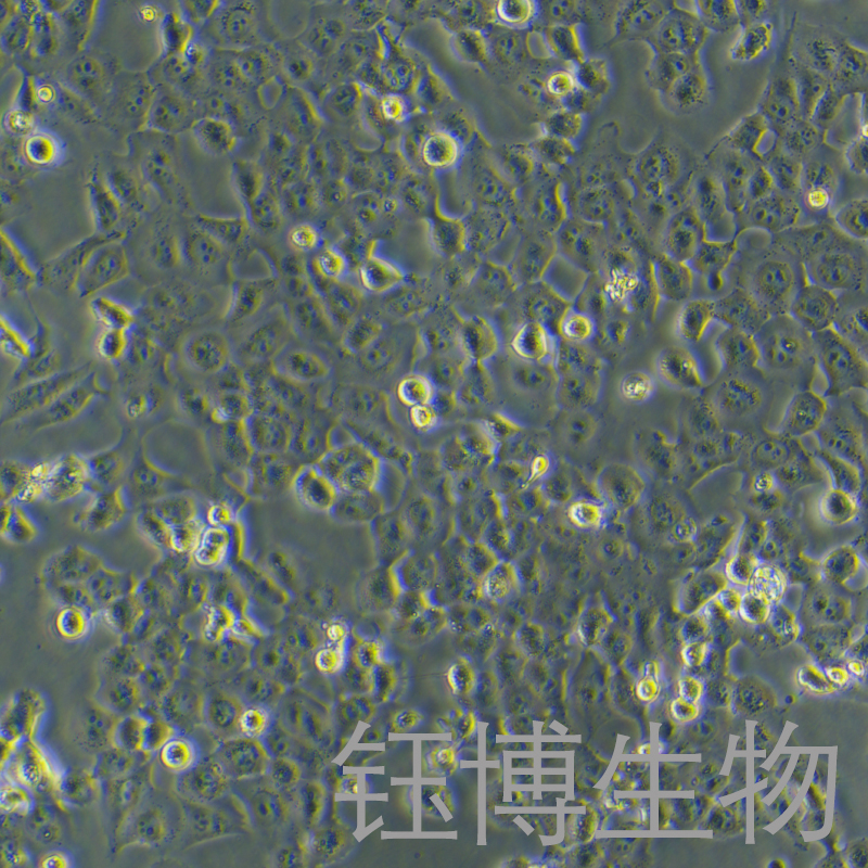 NCI-H1299（人非小细胞肺癌细胞）YB-71165HC,NCI-H1299