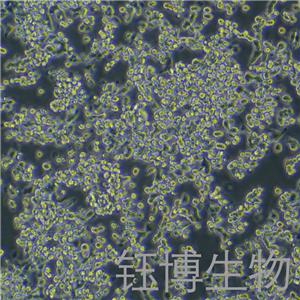LoVo（人結(jié)腸癌細(xì)胞）YB-71144HC