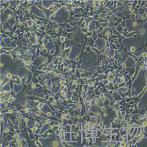 MSTO-211H（人肺癌细胞株）YB-71163HC