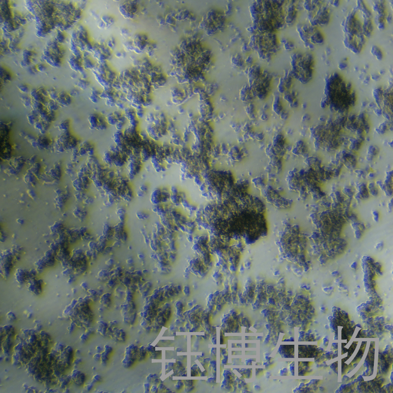 PC-12(未分化)（大鼠腎上腺嗜鉻細(xì)胞瘤細(xì)胞（未分化））YB-73412RC,PC-12
