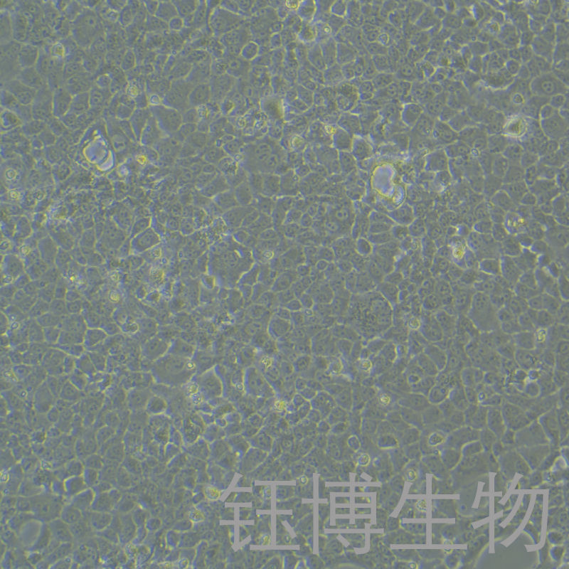 BNL CL.2（小鼠胚胎肝細胞）YB-72037MC,BNL CL.2