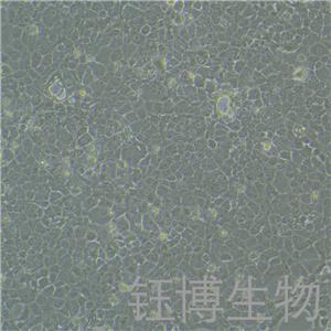BNL CL.2（小鼠胚胎肝細胞）YB-72037MC,BNL CL.2