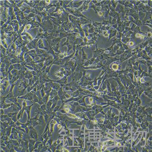 Hepa 1-6（小鼠肝癌細胞）YB-72105MC